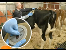 https://image.noelshack.com/minis/2017/45/4/1510244826-suisse-vaches-trous-estomac-2.png