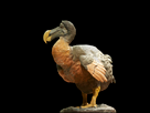 https://image.noelshack.com/fichiers/2017/45/6/1510365717-1200px-dronte-dodo-raphus-cucullatus.jpg