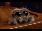 https://image.noelshack.com/minis/2017/45/6/1510427170-araignee-mignonne-arachnophobie.png