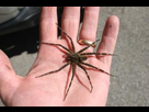 https://image.noelshack.com/minis/2017/45/6/1510428024-dock-spider.png