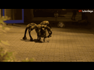 https://image.noelshack.com/minis/2017/45/7/1510521161-mutant-spider-dog.png