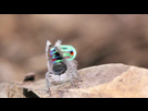 https://image.noelshack.com/minis/2017/45/7/1510522505-araignee-paon-maratus-volans-1.png