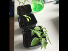 https://image.noelshack.com/minis/2017/46/2/1510657430-plants-piments.png