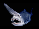 https://image.noelshack.com/minis/2017/46/2/1510662441-animal-requin-lutin.png