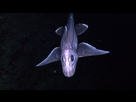 https://image.noelshack.com/minis/2017/46/2/1510662555-1280px-noaa-ocean-explorer-noaa-ship-okeanos-explorer-index-2010-indonesia-usa-deep-sea-exploration-of-the-sangihe-talaud-region.png