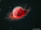 https://image.noelshack.com/minis/2017/46/2/1510662731-f0263d3671-50004781-benthocodon800.png