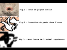 https://image.noelshack.com/minis/2017/46/3/1510738256-figuretwo.png