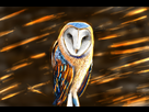 https://image.noelshack.com/fichiers/2017/46/6/1511044587-hibou.jpg