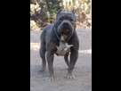 https://image.noelshack.com/minis/2017/47/3/1511357919-3a06c529d4abe49cf6072ff44ab91e7f-red-nose-pitbull-blue.png