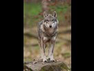 https://image.noelshack.com/minis/2017/47/3/1511359911-loup-ak-texte-pp.png