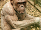 https://image.noelshack.com/minis/2017/47/4/1511465486-w-parviendrez-vous-a-reconnaitre-ces-animaux-sans-leurs-poils-394916.png