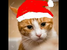 https://image.noelshack.com/minis/2017/47/4/1511473924-tamere.png