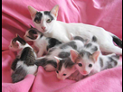 https://image.noelshack.com/minis/2017/47/5/1511500988-changer-alimentation-chatte-enceinte.png