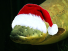 https://image.noelshack.com/minis/2017/47/5/1511553939-aarlak-nazirii-kolopterv-nb.png