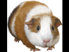 https://image.noelshack.com/fichiers/2017/47/6/1511617424-graphics-guinea-pig-528091-1407127336.gif