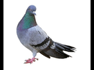 https://image.noelshack.com/minis/2017/47/7/1511679783-pigeon-1347981863-view-1.png