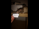 https://image.noelshack.com/minis/2017/48/2/1511887809-20171128-174913.png