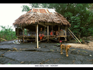 https://image.noelshack.com/fichiers/2017/48/3/1511993811-samoa-salealua-lava-fields-a-family-in-their-traditional-house-adagkf.jpg