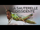 https://image.noelshack.com/minis/2017/48/4/1512015839-sauterelle.png