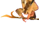 https://image.noelshack.com/minis/2017/48/4/1512075292-1509573934-7.png