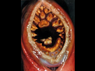 https://image.noelshack.com/minis/2017/48/5/1512149406-51edefe7ac442c6e8c520cd11ee9e28a-creepy-things-vagina.png