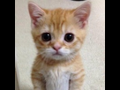 https://image.noelshack.com/fichiers/2017/48/7/1512290154-cat.jpg