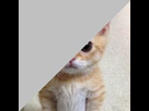 https://image.noelshack.com/fichiers/2017/48/7/1512290162-cat2.jpg