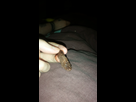 https://image.noelshack.com/minis/2017/49/1/1512355203-20171204-033753.png