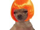 https://image.noelshack.com/fichiers/2017/49/2/1512479744-chien-orange.png