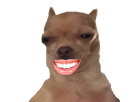 https://image.noelshack.com/fichiers/2017/49/2/1512480707-chien-sourire.png