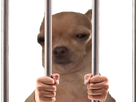 https://image.noelshack.com/fichiers/2017/49/2/1512482369-chien-prison.png
