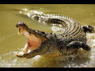https://image.noelshack.com/minis/2017/49/4/1512653073-rever-d-un-crocodile-696x463.png