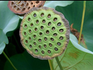 https://image.noelshack.com/minis/2017/49/4/1512669239-30f7b9a37ba26aebf1f37b64f6d55afe-lotus-flower-seeds-lotus-flowers.png