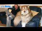 https://image.noelshack.com/minis/2017/49/5/1512738250-giant-malamute-alaskan.png
