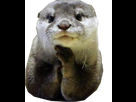https://image.noelshack.com/minis/2017/49/6/1512817915-loutre.png