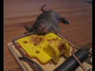 https://image.noelshack.com/minis/2017/49/6/1512856120-souris-face.png