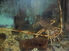 https://image.noelshack.com/minis/2017/49/7/1512872011-290px-palinurus-vulgaris-01.png