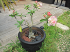 la culture et l'entretien de l'adenium (Rose du désert) - Page 26 1513025937-img-0108