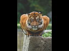 https://image.noelshack.com/fichiers/2017/50/2/1513057457-quadro-decorativo-tigre-selvagem-03-vintage.jpg