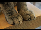 https://image.noelshack.com/minis/2017/50/2/1513101788-cat-claw-paws-paw-claws-feline-wallpaper.png