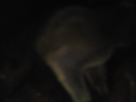 https://image.noelshack.com/minis/2017/50/2/1513104585-img-20171124-045610.png