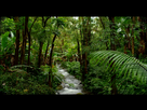 https://image.noelshack.com/fichiers/2017/50/7/1513520831-752929331-hilo-eucalyptus-foret-tropicale-vegetation-luxuriante.jpg