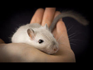 https://image.noelshack.com/minis/2017/51/1/1513590289-rat.png