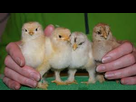https://image.noelshack.com/minis/2017/51/1/1513590290-poussins.png