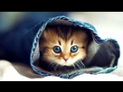 https://image.noelshack.com/minis/2017/51/1/1513590292-chat.png