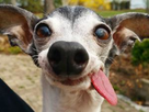 https://image.noelshack.com/minis/2017/51/2/1513668197-etdog.png