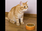 https://image.noelshack.com/minis/2017/51/2/1513671389-sante-du-chat.png