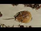 https://image.noelshack.com/minis/2017/51/2/1513712578-horseshoecrab-main.png