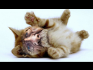https://image.noelshack.com/minis/2017/51/3/1513789587-chat-mignon.png