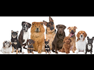 https://image.noelshack.com/minis/2017/51/3/1513809389-dogs.png